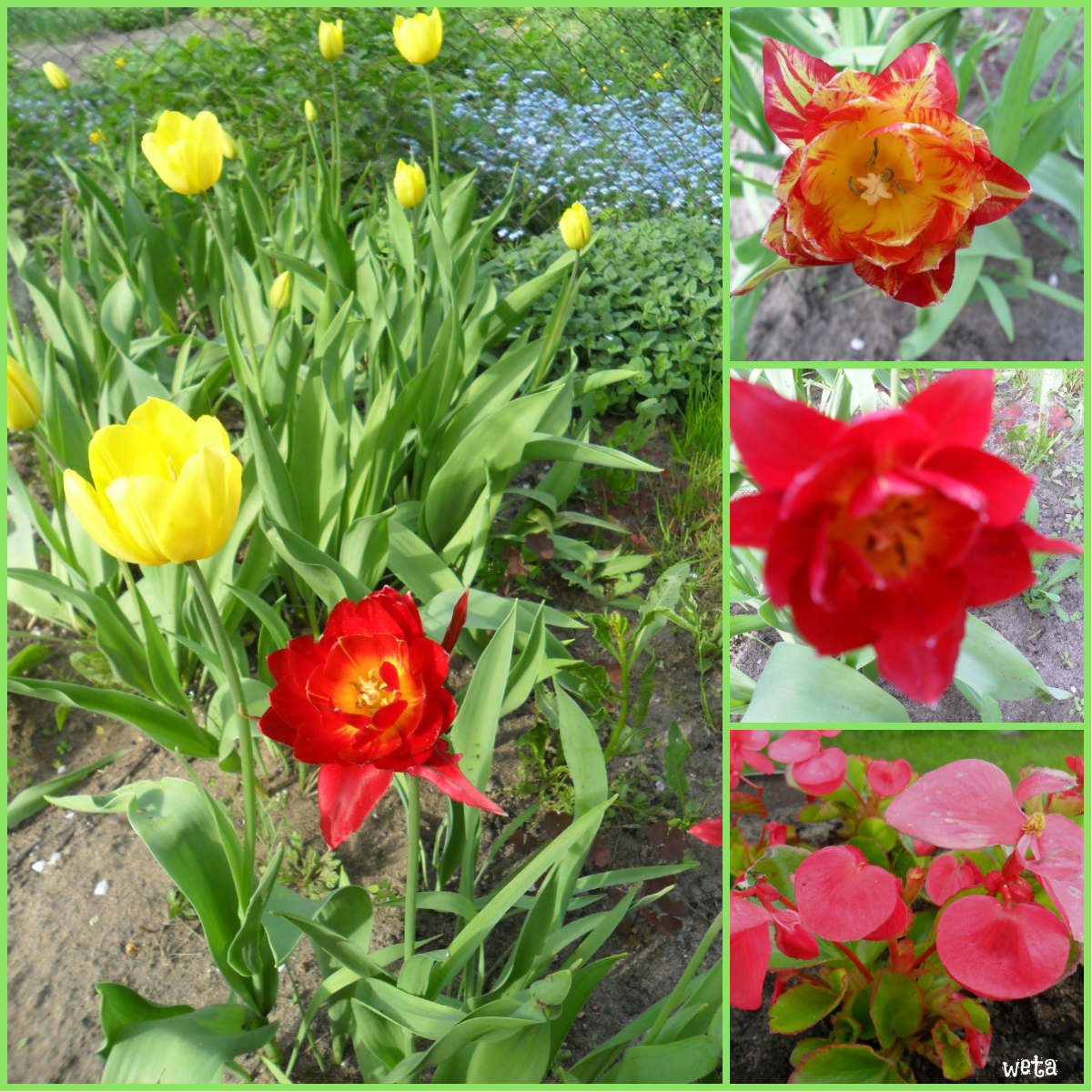 collage1.jpg