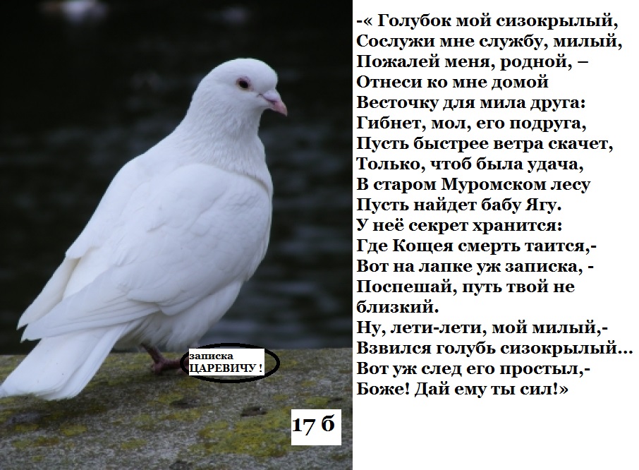 yem-arayan-beyaz-gьvercin-b11646.jpg