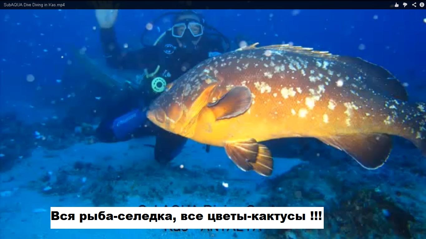 Рыба1.JPG