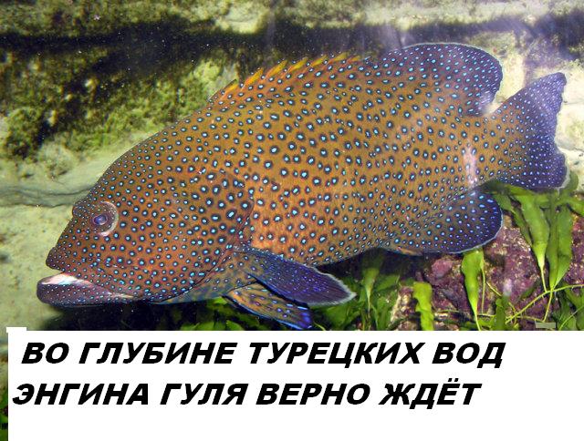 Голубой Групер с надп.JPG