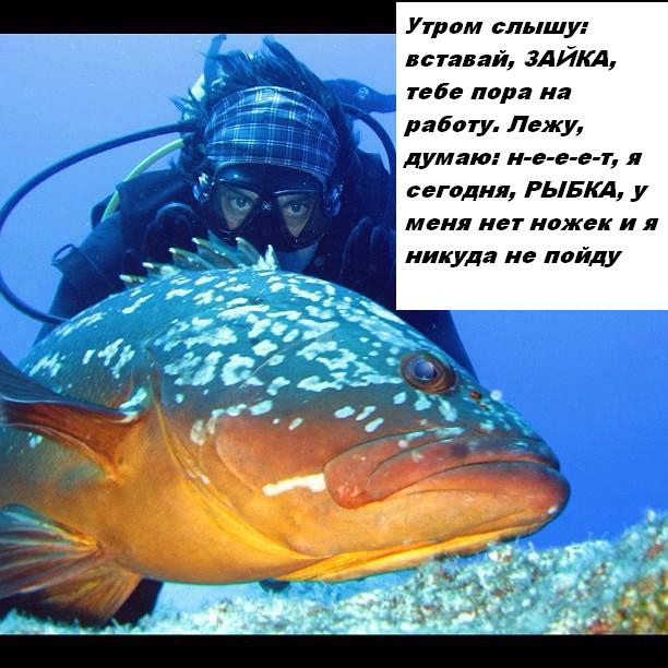 Энгин с рыбой с надп.JPG