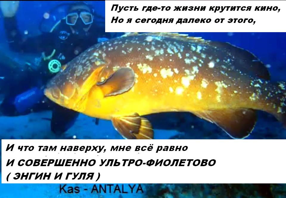 Рыба новая уменьшанная с надп..JPG