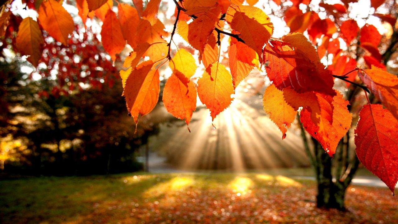 beautiful-scenery-wallpaper_1280x720_91976.jpg