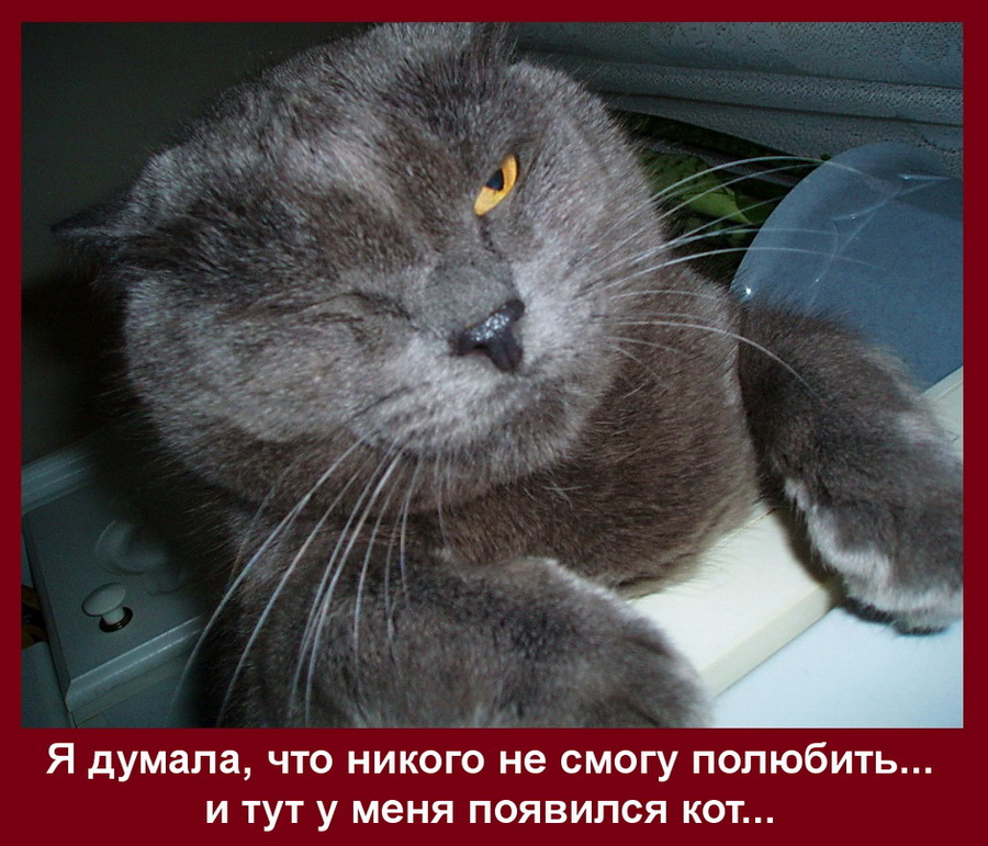 Появился кот.jpg