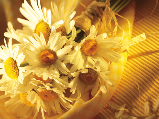 Nature_Flowers_Daisies_033009_29.jpg