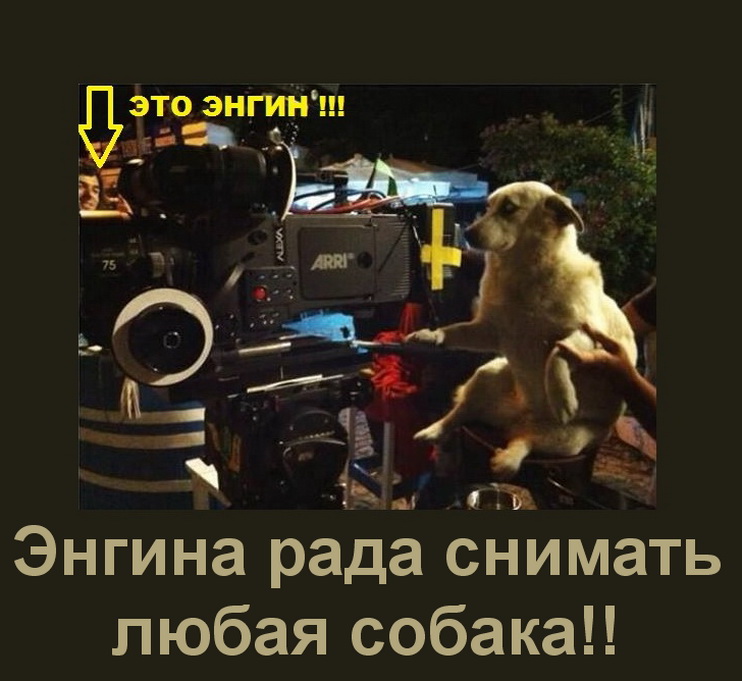 Собака.jpg